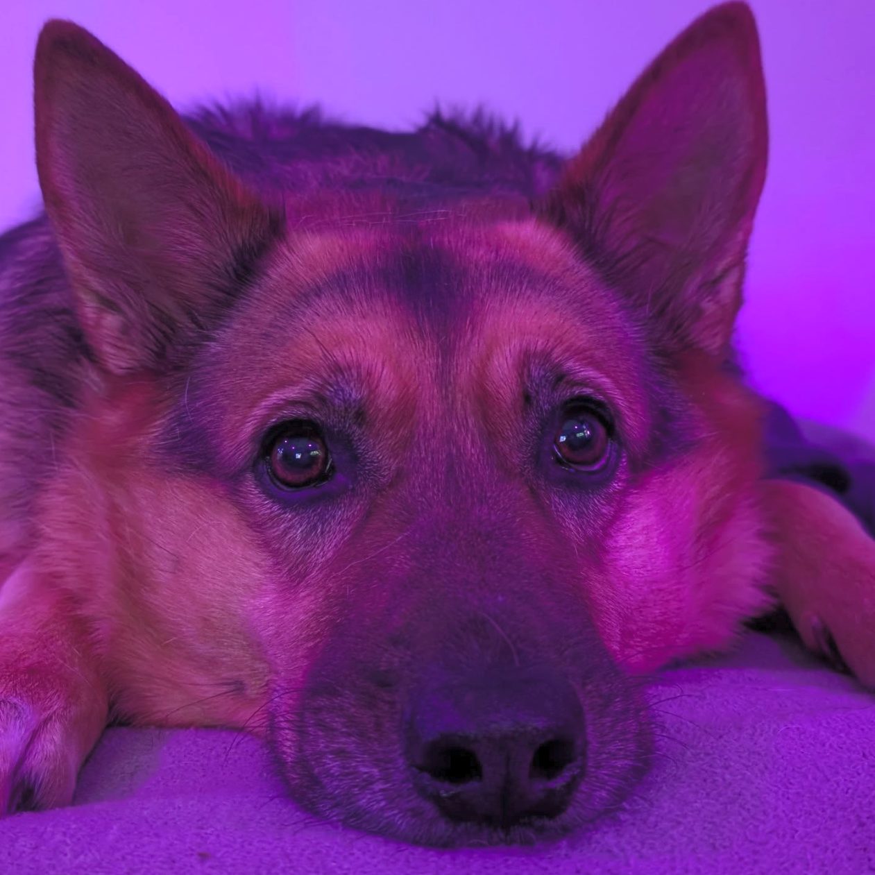 Harley, looking extremely proud of herself