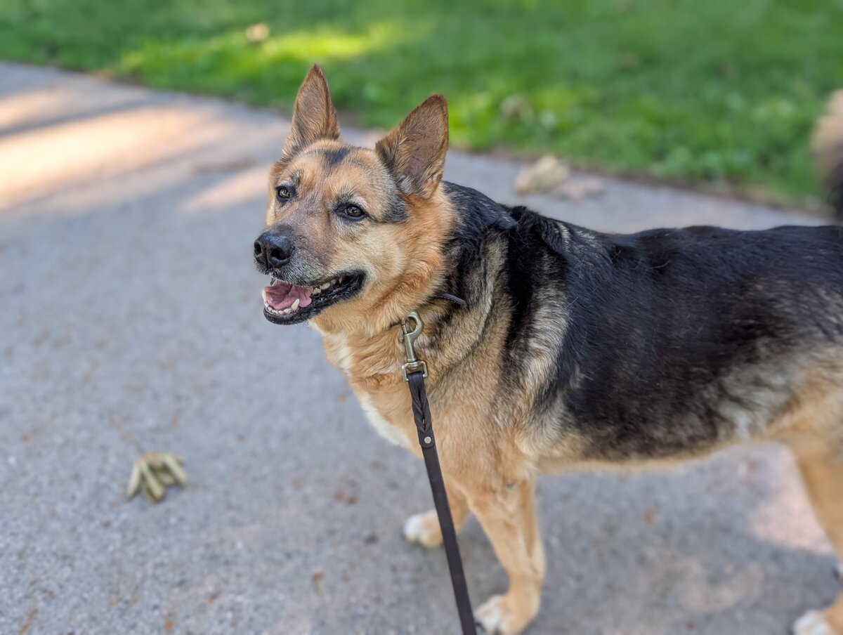 Harley looking pleased with herself